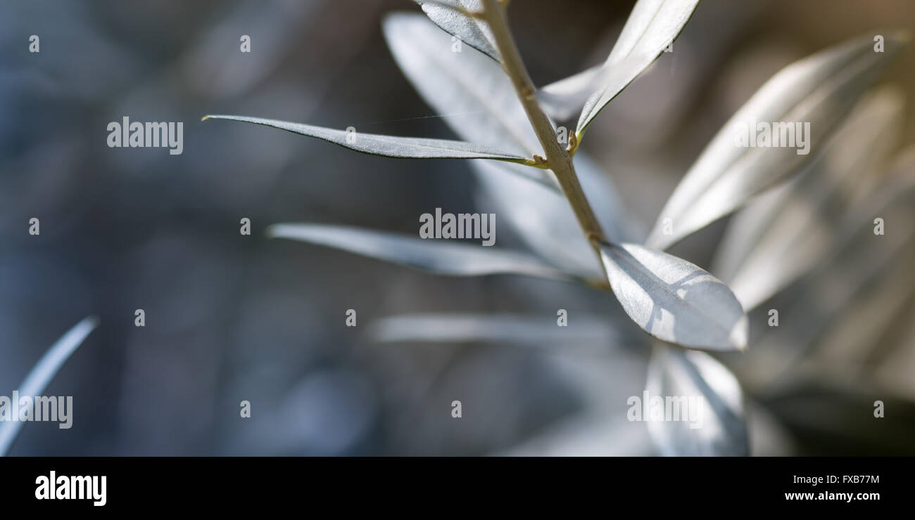 Albero di olivo nel giardino, i concetti di vita Foto Stock