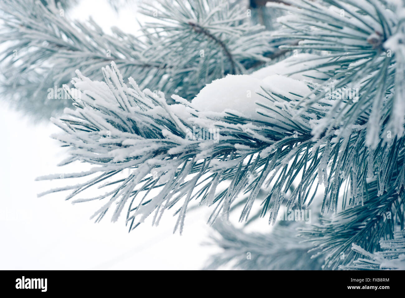 Pino aghi filiali coperte da neve fresca Foto Stock