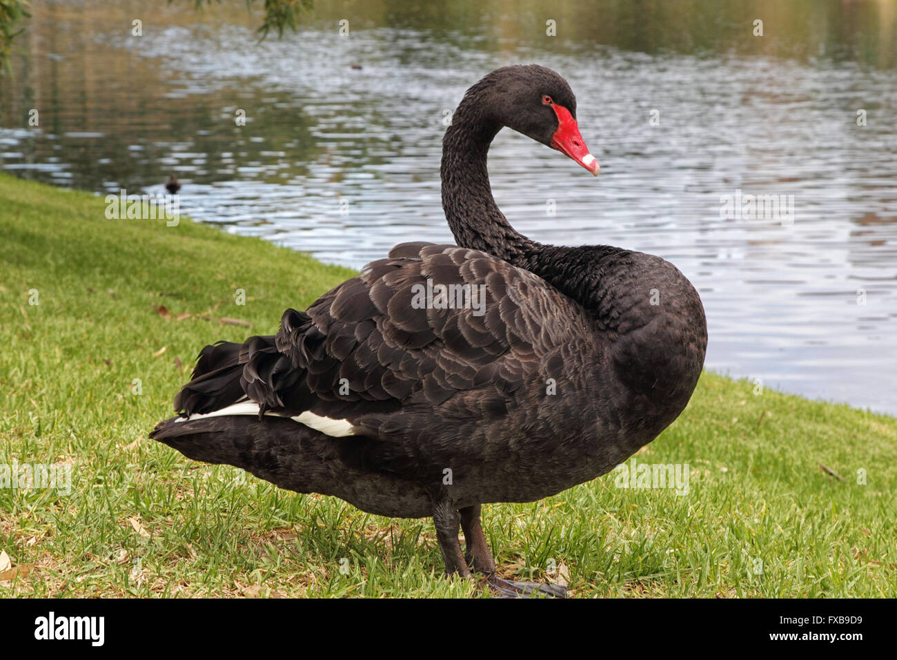 Black Swan (Cygnus atratus) presso la banca di fiume del fiume Torrens ad Adelaide nel South Australia, Australia. Foto Stock