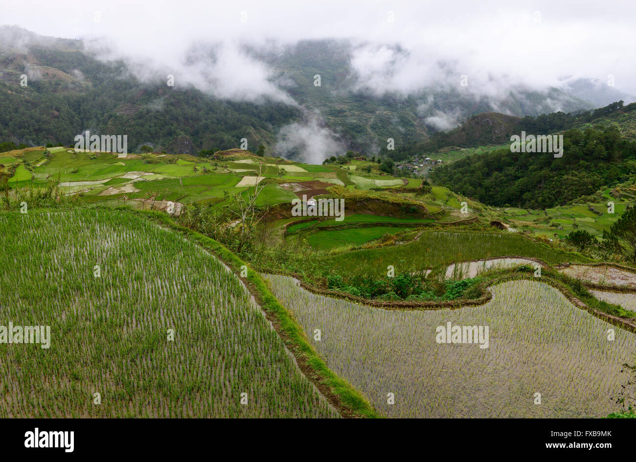 Filippine, Provincia di montagna, Cordigliera, la coltivazione del riso sulla terrazza del riso nelle montagne vicino Sagada / PHILIPPINEN, Provincia di montagna, Cordigliera, Reisanbau und Reisfelder in Terrassen in den Bergen bei Sagada Foto Stock