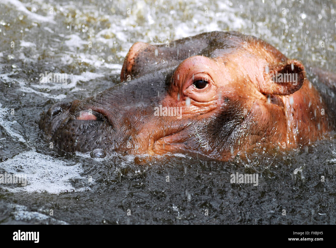 La testa dei giovani di Hippopotamus amphibius in acqua Foto Stock