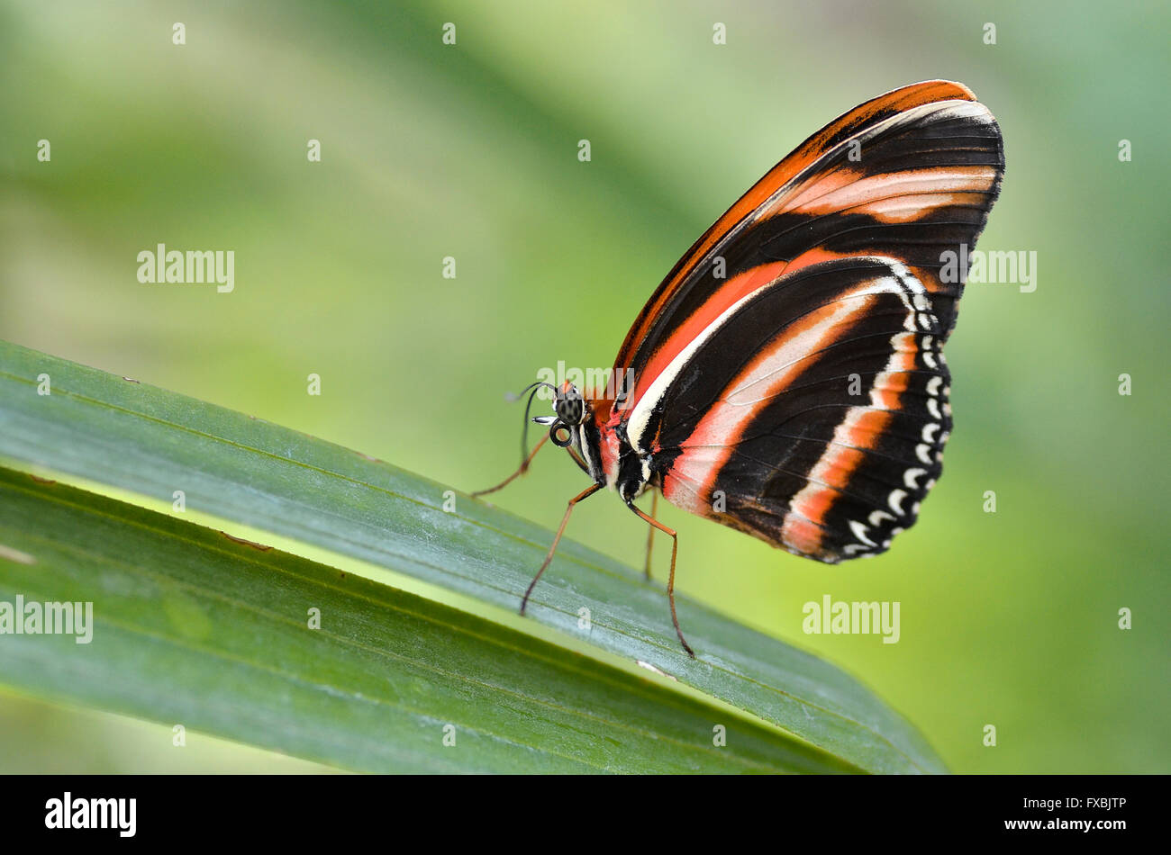 Macro di Milkweed Butterfly (Lycorea cleobaea) sulla foglia e vista di profilo Foto Stock
