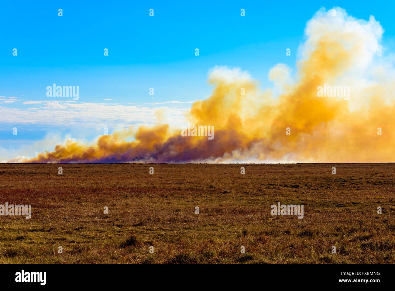 La deliberata e bruciando controllato di erica su un moor. L'aumento di fumo chokingly è denso e giallo, mescolato con il bianco wat Foto Stock