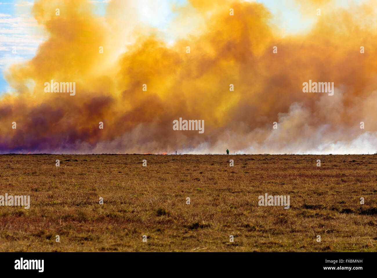 La deliberata e bruciando controllato di erica su un moor. L'aumento di fumo chokingly è denso e giallo, mescolato con il bianco wat Foto Stock