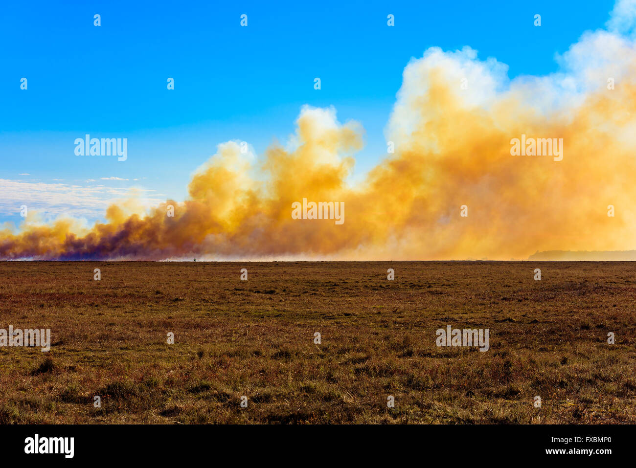 La deliberata e bruciando controllato di erica su un moor. L'aumento di fumo chokingly è denso e giallo, mescolato con il bianco wat Foto Stock