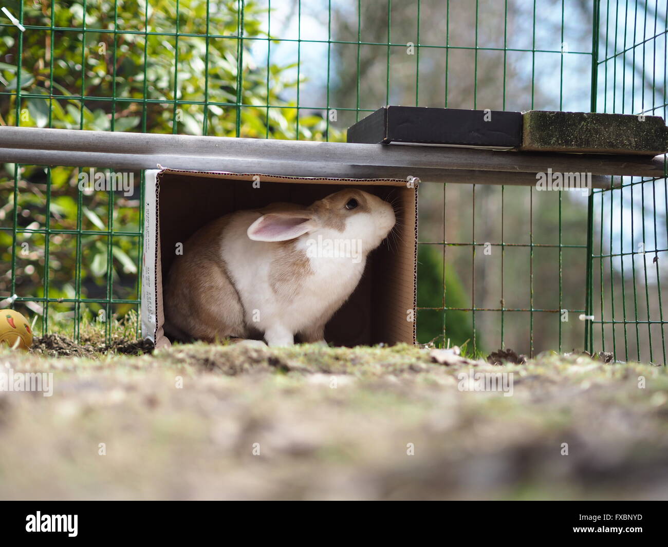 Bunny seduto in una scatola Foto Stock