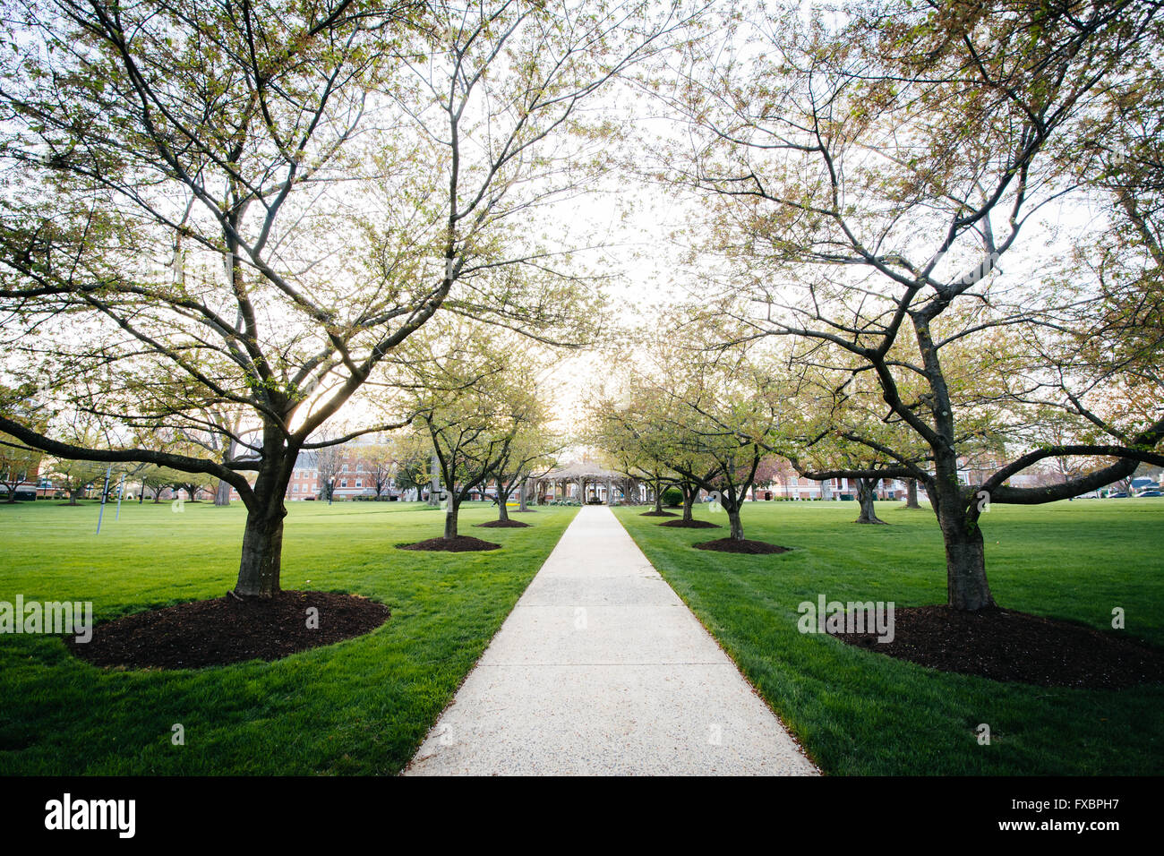 Alberi lungo un marciapiede presso il College Hood College, in Frederick, Maryland. Foto Stock