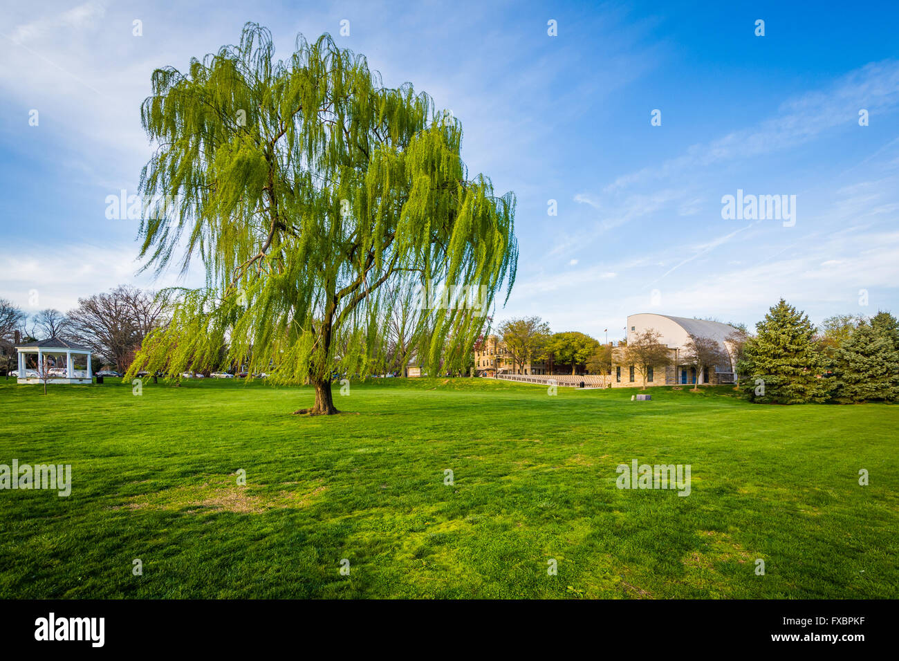 Salice piangente albero a Baker Park, in Frederick, Maryland. Foto Stock