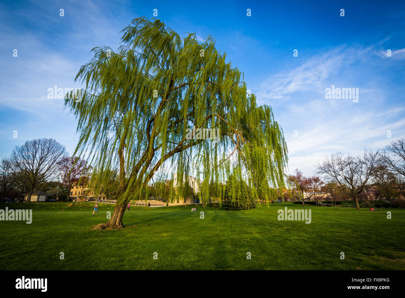Salice piangente albero a Baker Park, in Frederick, Maryland. Foto Stock