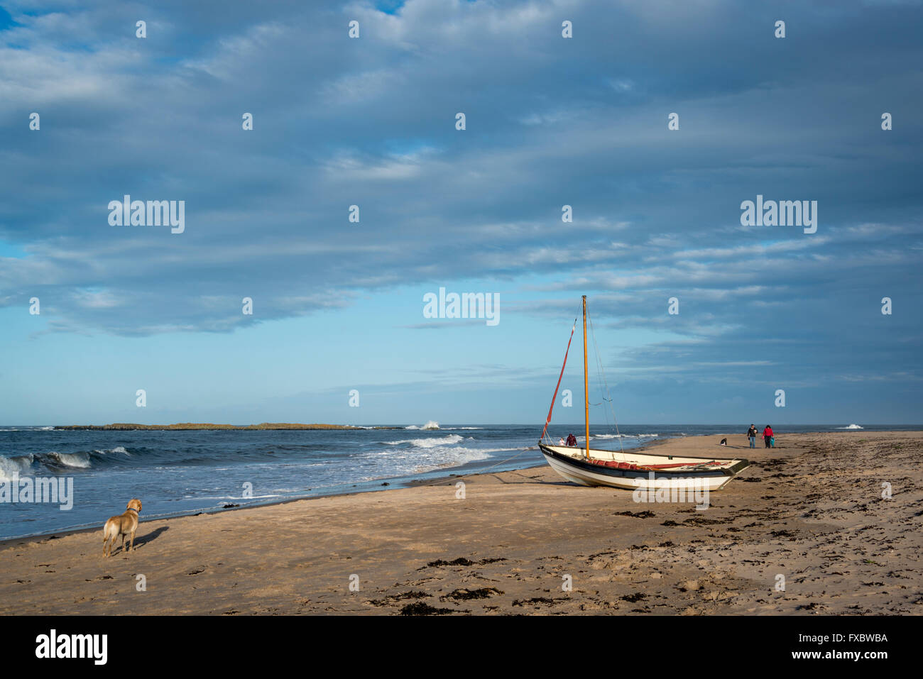 La spiaggia di Newton dal mare, Northumberland Foto Stock