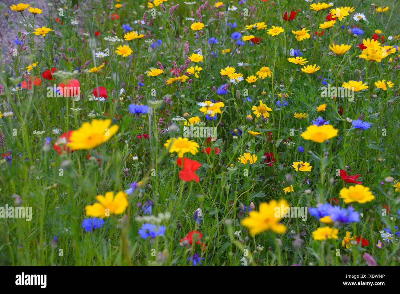 Close up di un colorati misti di fiori selvatici Prato di RHS Garden Harlow Carr, Harrogate, Yorkshire Regno Unito. Foto Stock