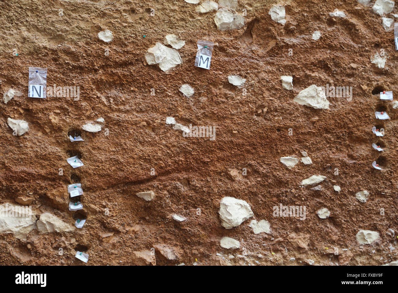 Scavo Archeologico. I materiali di studio rimane. La stratigrafia. Atapuerca. A Burgos. Spagna. Foto Stock