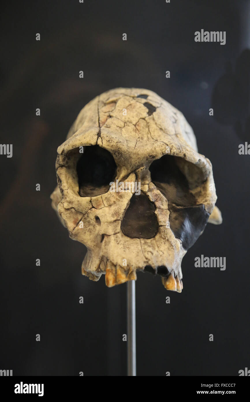 Homo habilis. Africa orientale e meridionale. -2,3-1,6 milioni di anni fa. Pleistocene medio. Tecnologia: Modalità 1 (Oldowan). Foto Stock