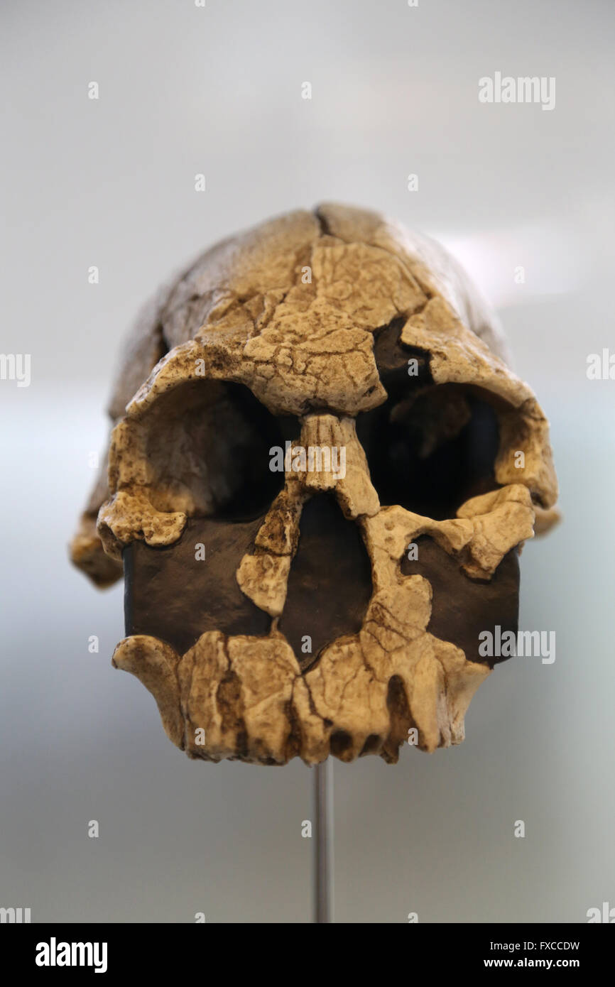 Homo Rudolfensis. L'Africa orientale. -1,9-1,6 milioni di anni fa. Dimensioni del cervello: 700 cm3. Oldowan Foto Stock