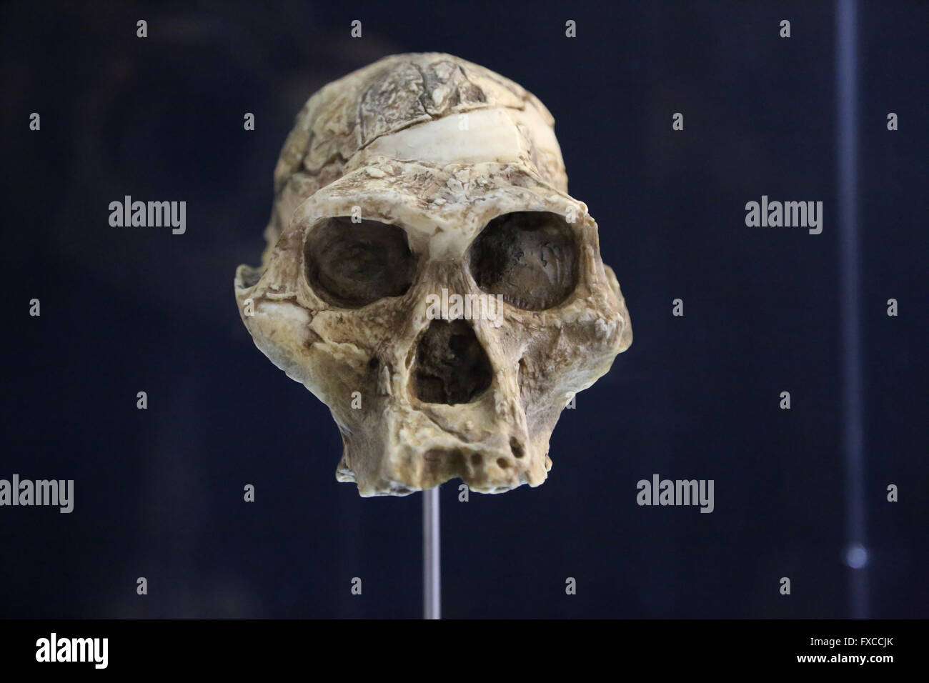 Australopithecus Bahrelghazali, 'Abel'(Kt-12/H1). Il Ciad. L'Africa. 3, 5-3, 2 milioni di anni fa. Pliocene. Foto Stock