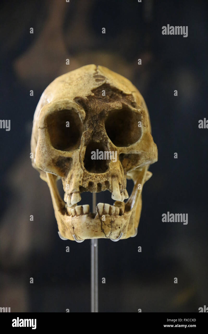 Homo Floresiensis 'Flores Man' o 'hobbit'. Isola di Flores, Indonesia. -18.000. Pleistoceno delle dimensioni del cervello: -400 cm3. Foto Stock