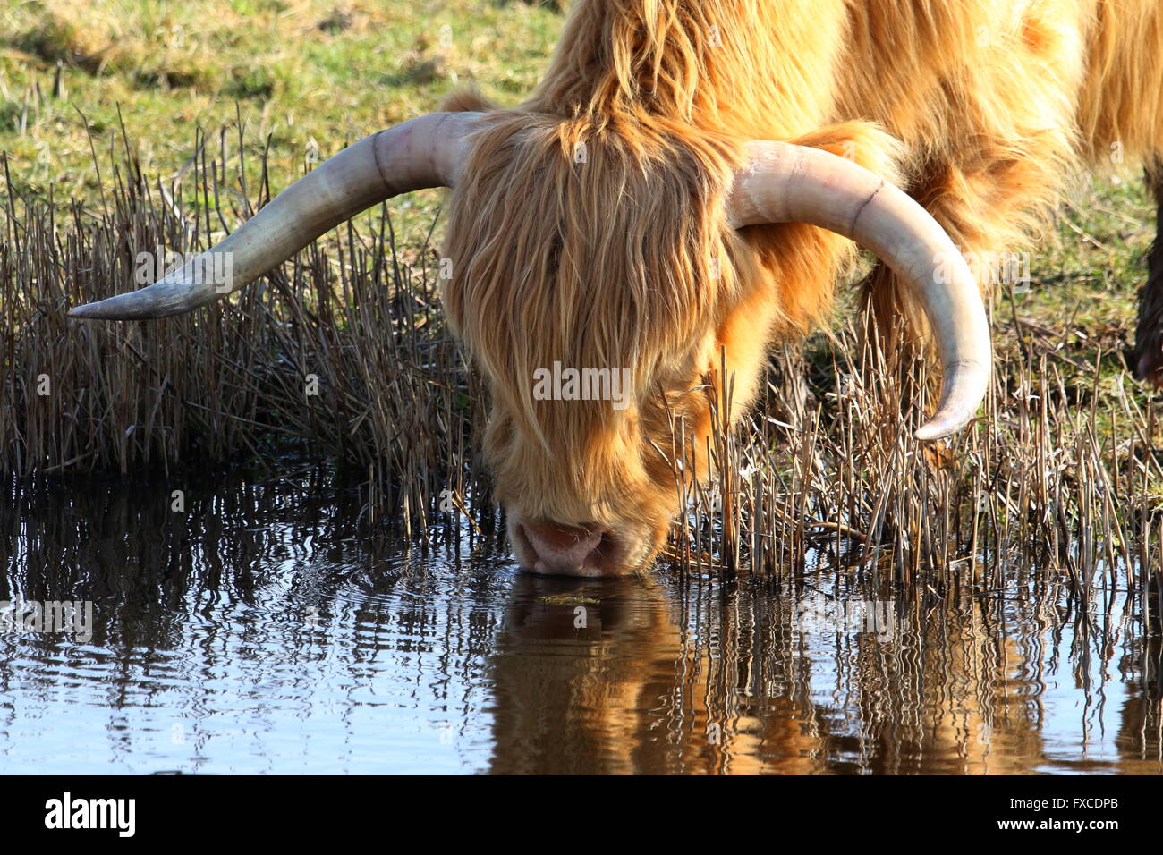 Highland bovini di bere dalla diga Foto Stock