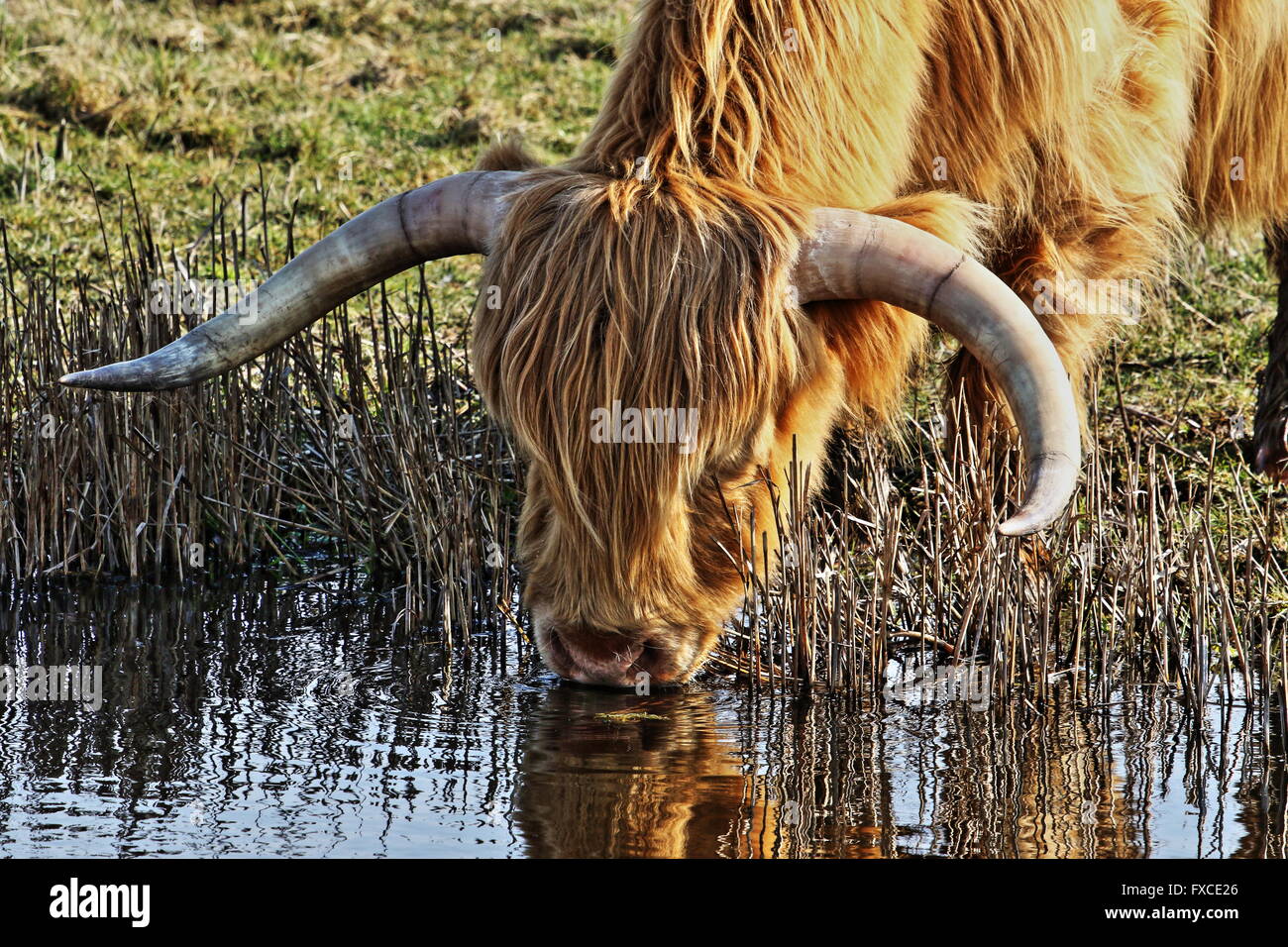 Highland bovini di bere dalla diga Foto Stock