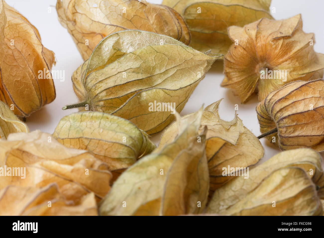 Molti frutti Physalis contro uno sfondo bianco Foto Stock