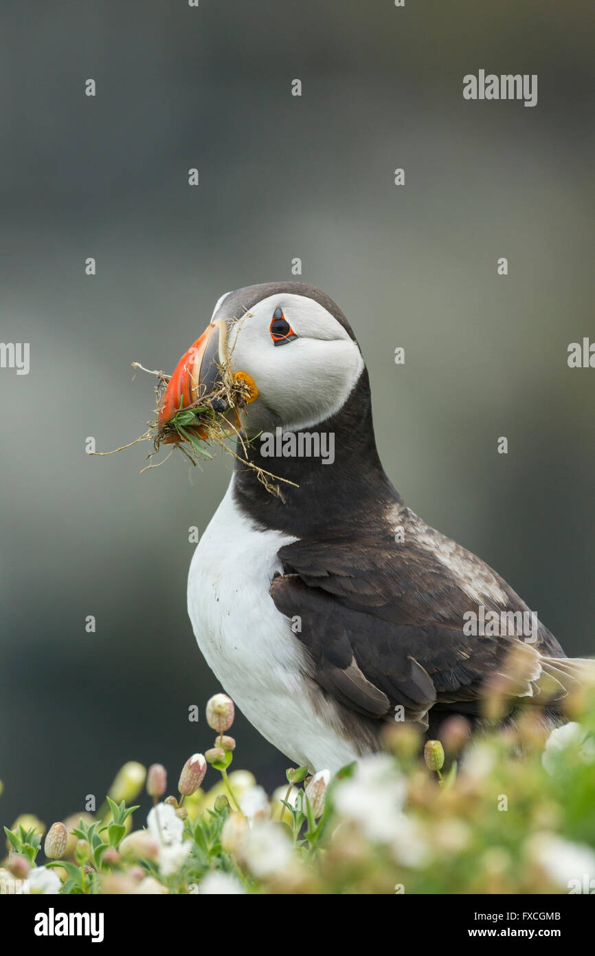 Atlantic puffin Fratercula arctica, adulto, la raccolta di materiale di nidificazione, Skomer, Wales, Regno Unito in giugno. Foto Stock