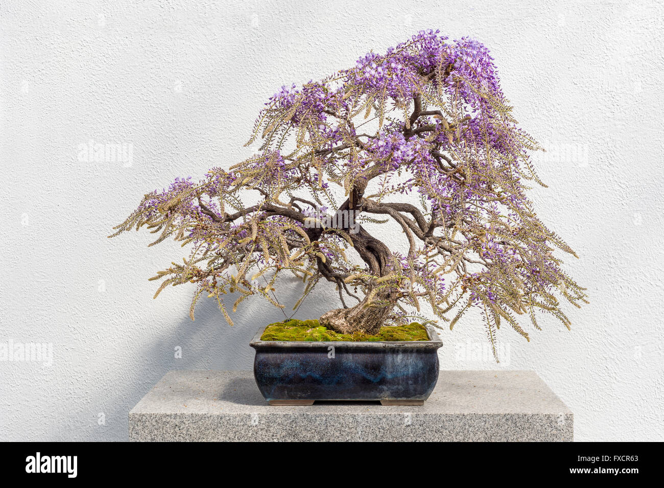 Blooming giapponese Bonsai di glicine con fiori di colore rosa (Wisteria  floribunda Foto stock - Alamy
