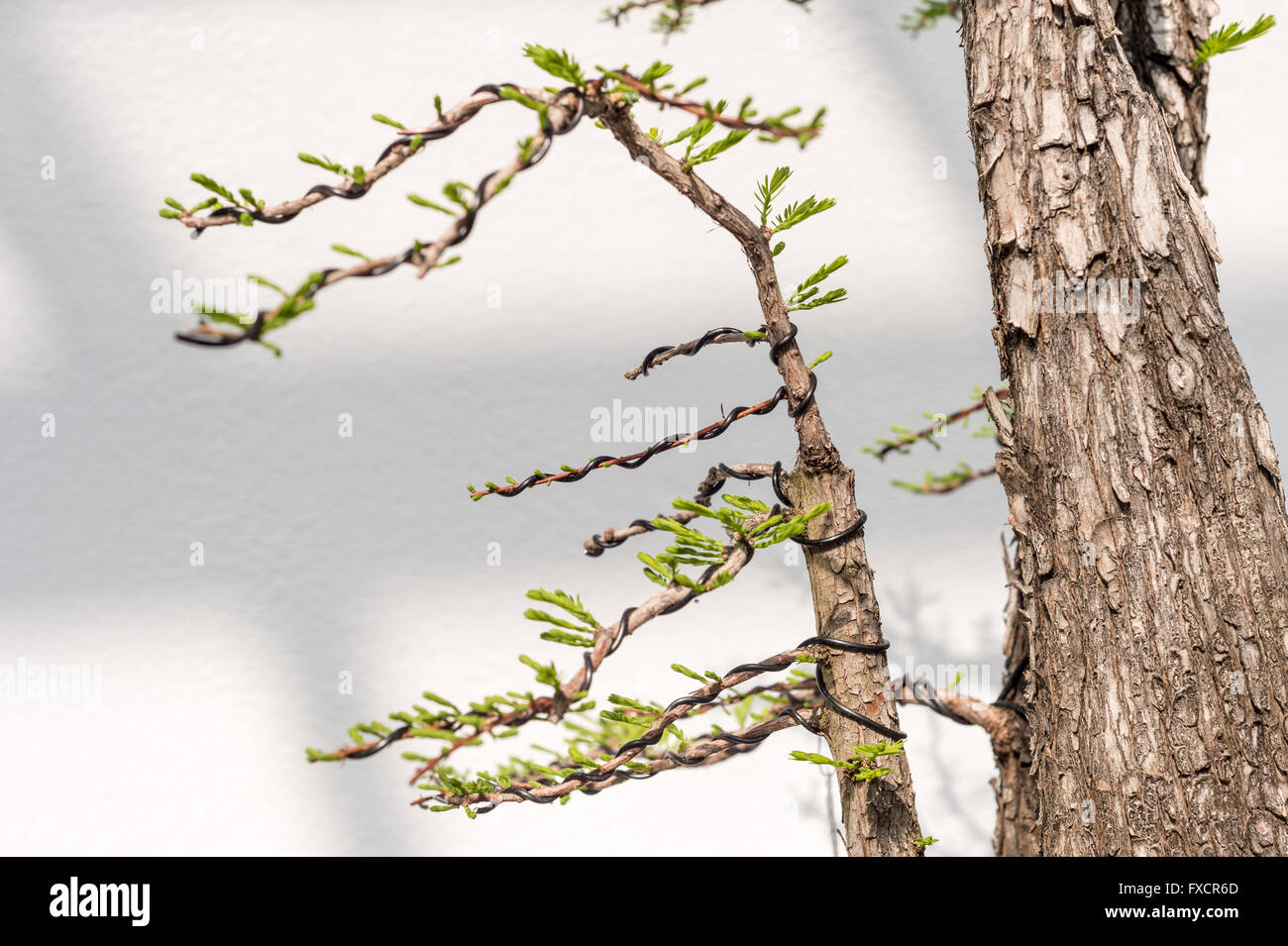 Chiusura del cablaggio di Bonsai a forma i rami Foto Stock