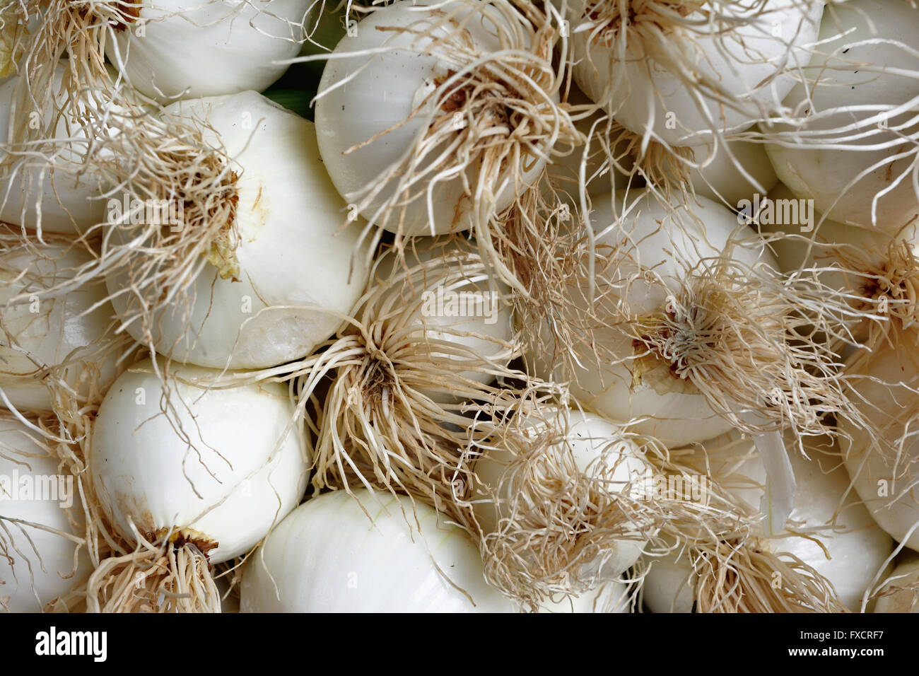 Erba cipollina è il nome comune di Allium schoenoprasum, una specie commestibili della specie Allium genere. Calahorra, La Rioja, Spagna, Europa Foto Stock