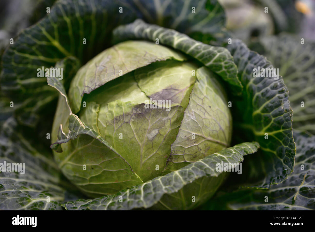 Cavolo. Calahorra, La Rioja, Spagna, Europa Foto Stock