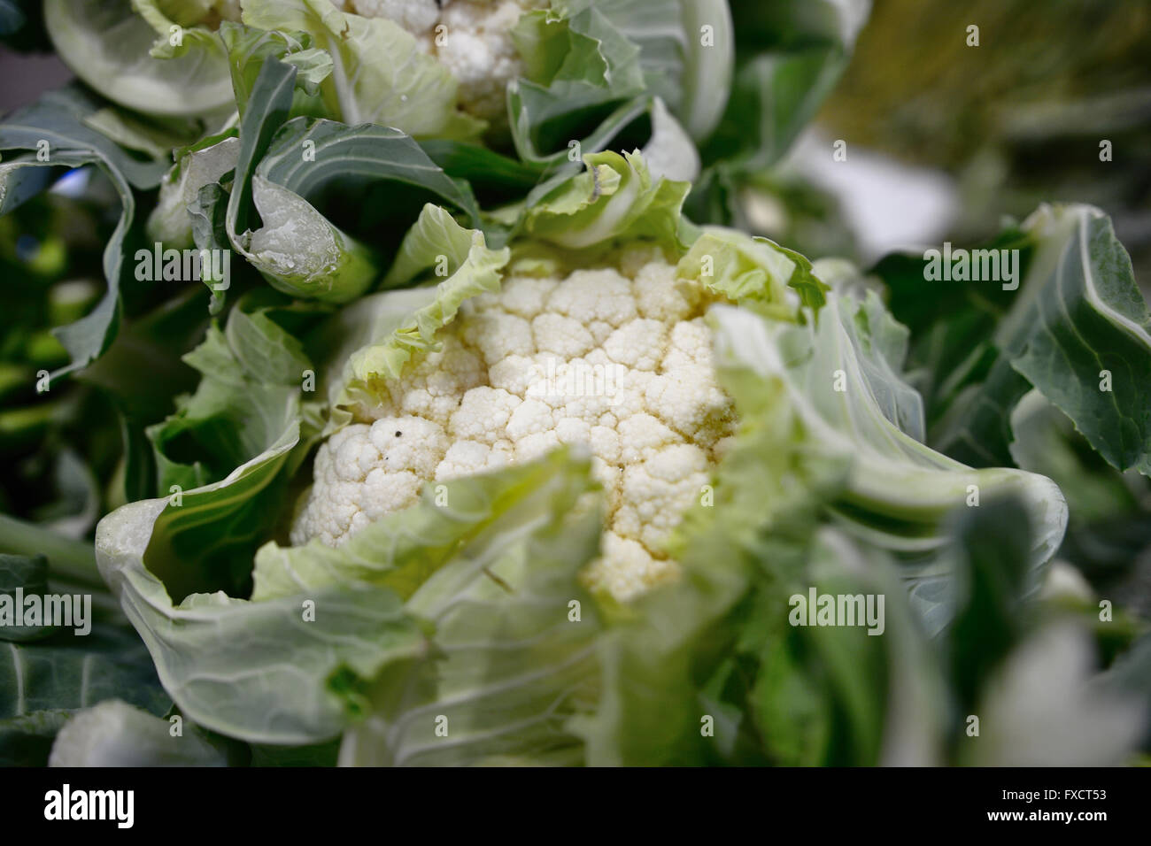 Il cavolfiore è uno dei vari ortaggi della specie Brassica oleracea, nella famiglia Brassicaceae. Calahorra, La Rioja, Spai Foto Stock