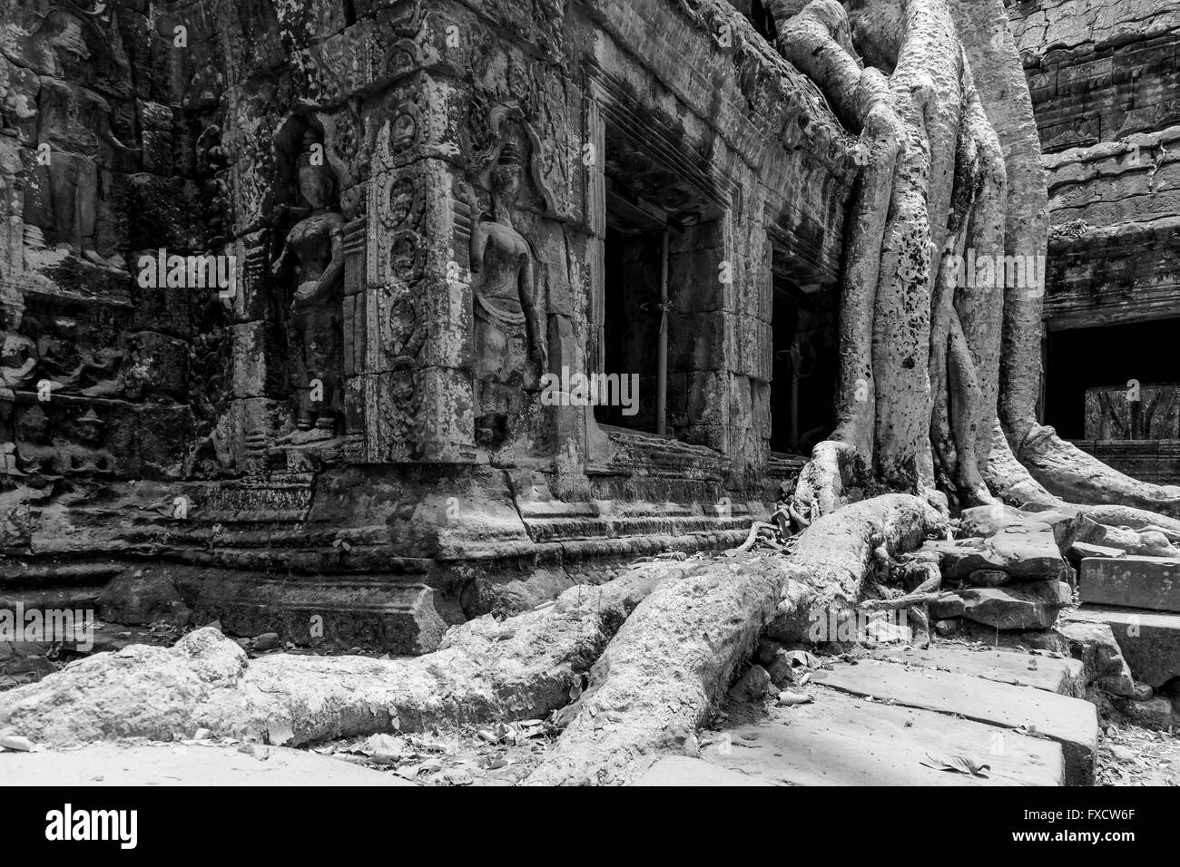 Rovine di Ta Prohm Tempio con un albero e grosse radici crescenti a partire dal tempio - Siem Reap, Cambogia Foto Stock