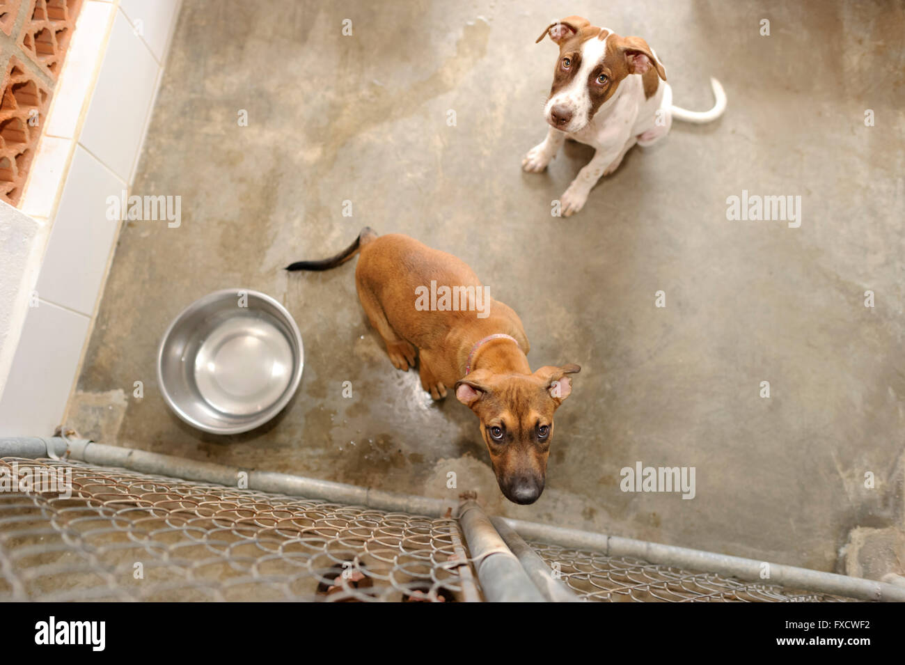 Shelter cane è è un bellissimo cane in un riparo animale guardando attraverso la recinzione chiedendo se qualcuno sta andando a prendere lui home t Foto Stock
