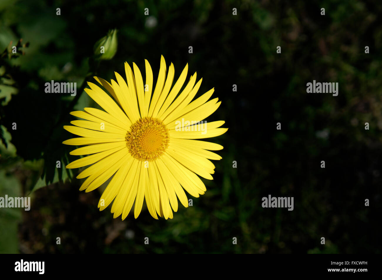 Doronicum orientale o Leopard's Bane flower, Famiglia Asteraceae, in primavera, contro uno sfondo scuro Foto Stock