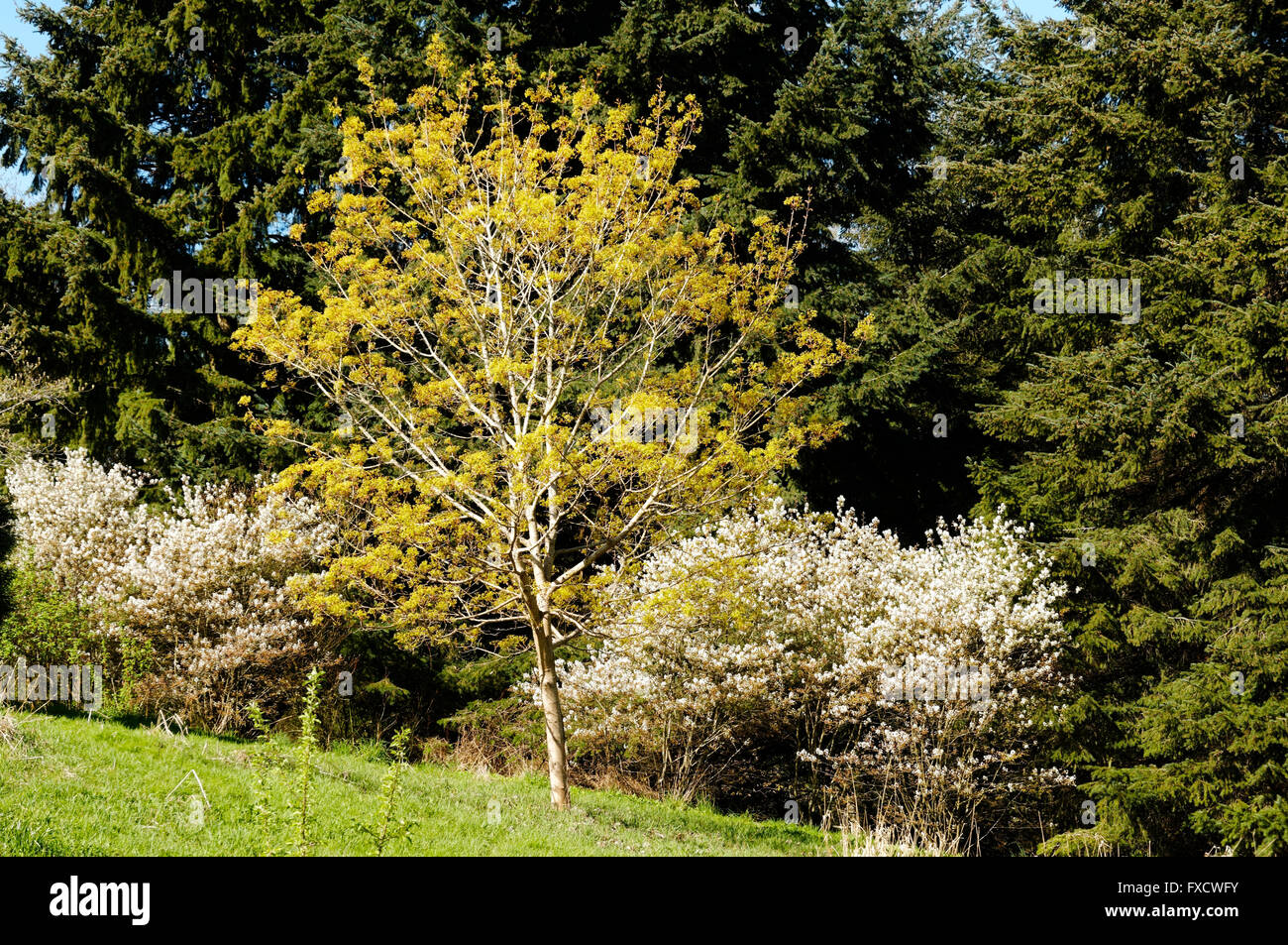 Fioritura di alberi e arbusti in primavera, Gerico Park, Vancouver, Brirish Columbia, Canada Foto Stock