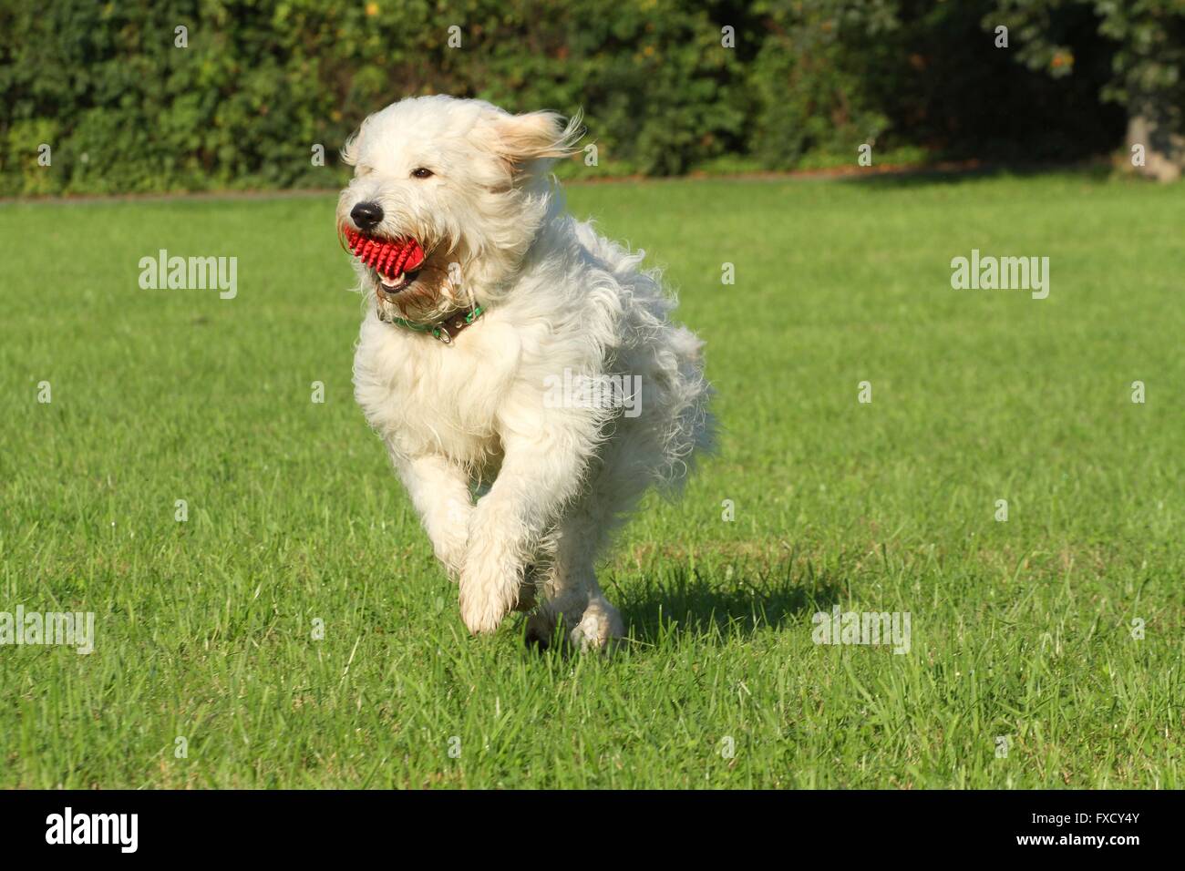Riproduzione Goldendoodle Foto Stock