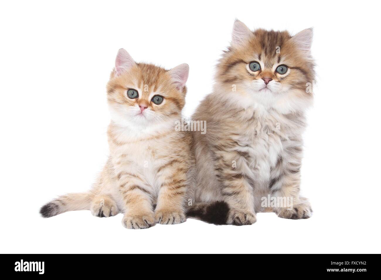 Highlander e British Shorthair Kitten Foto Stock