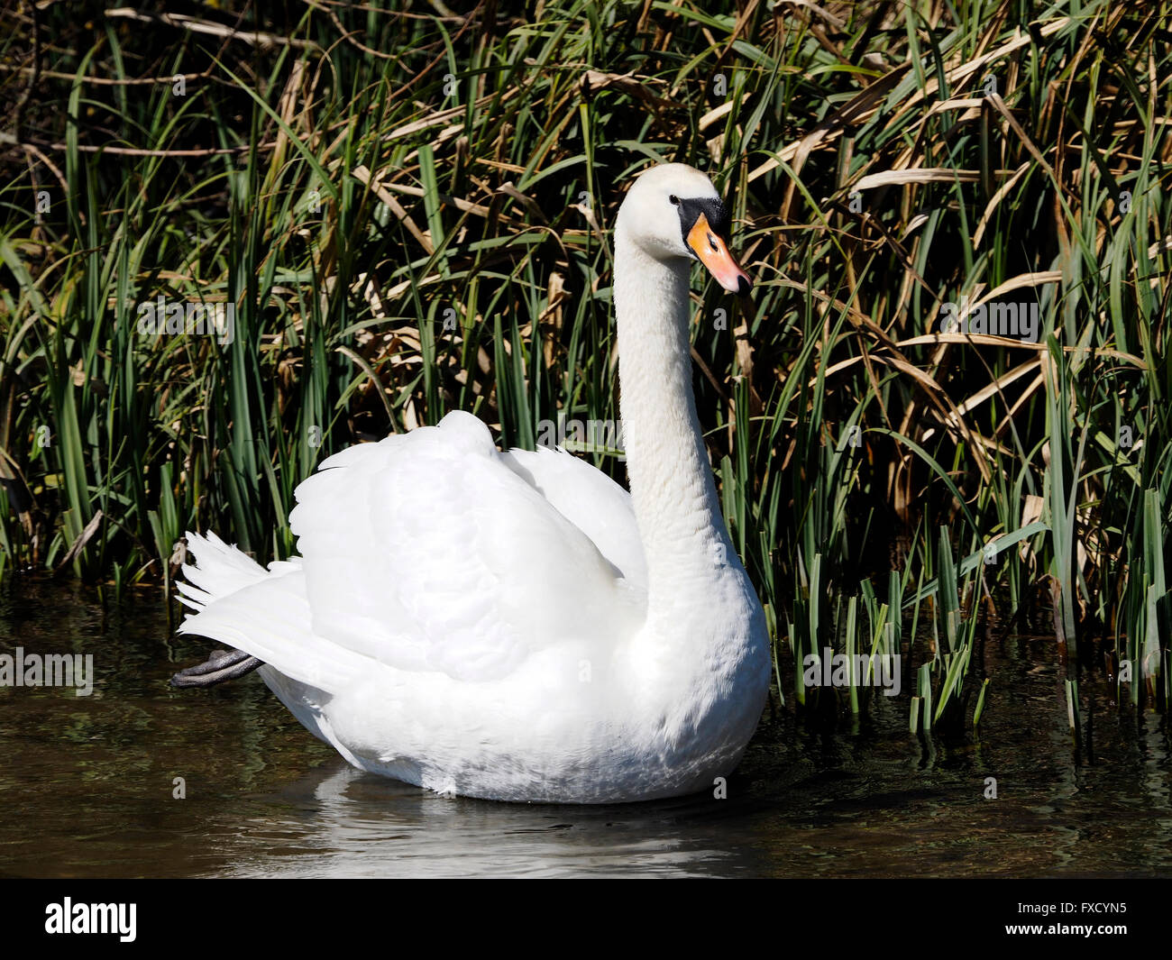 Un maschio (cob) Cigno, Cygnus olor preening e visualizzazione sul fiume Test in Hampshire in primavera. Foto Stock