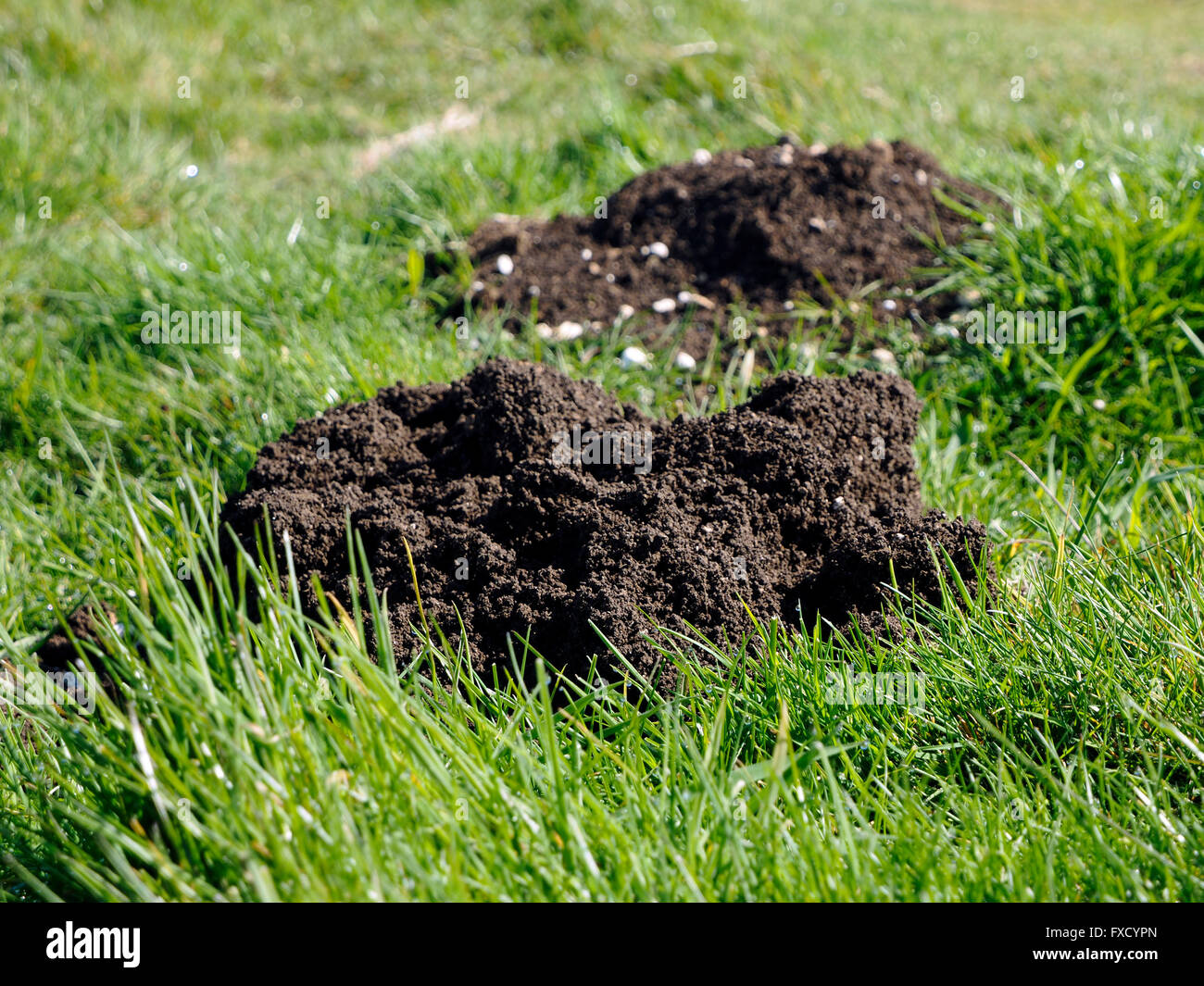 Molehills in Chalk downland. Foto Stock