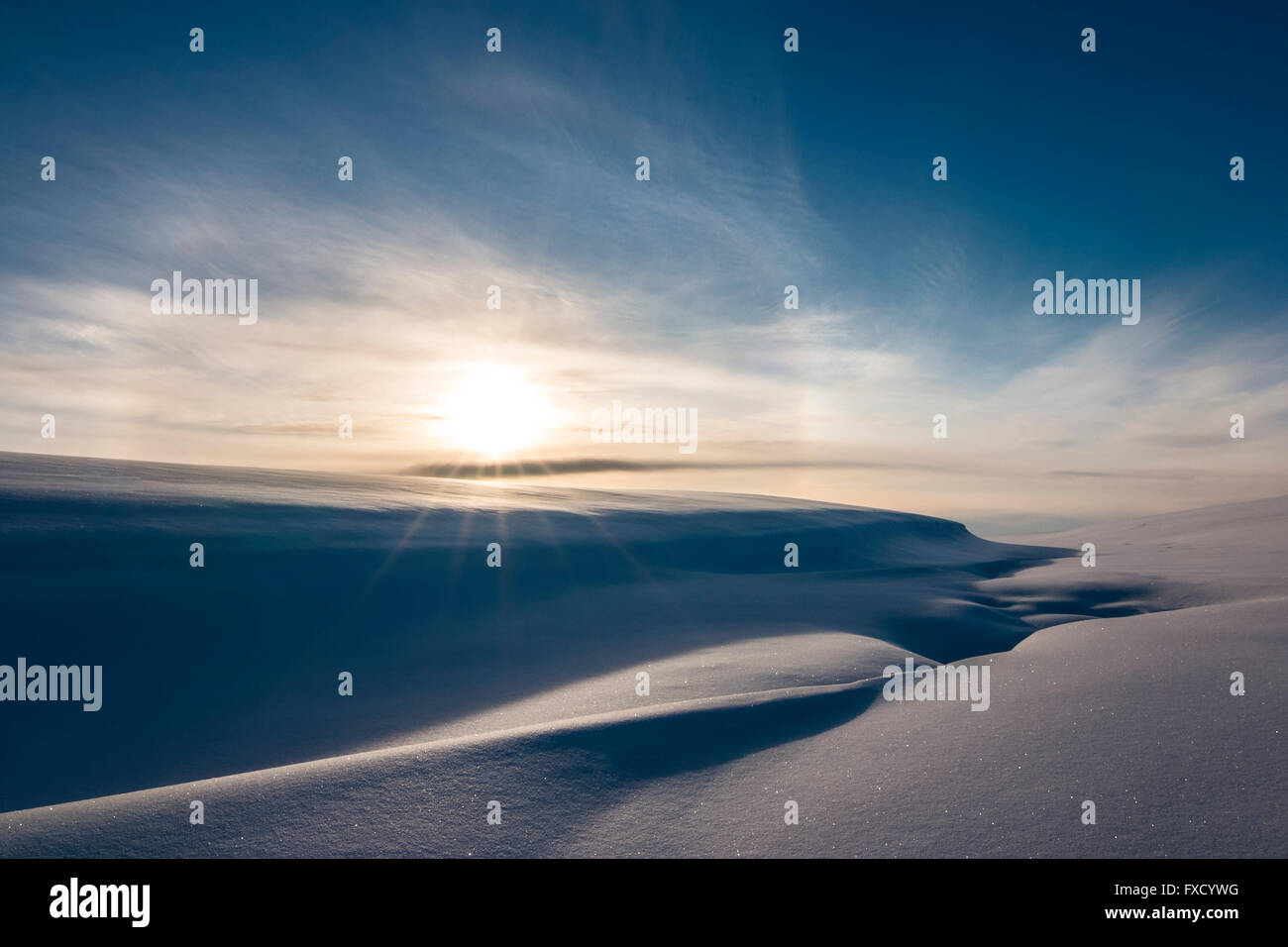 Alo nell'Artico. Foto Stock