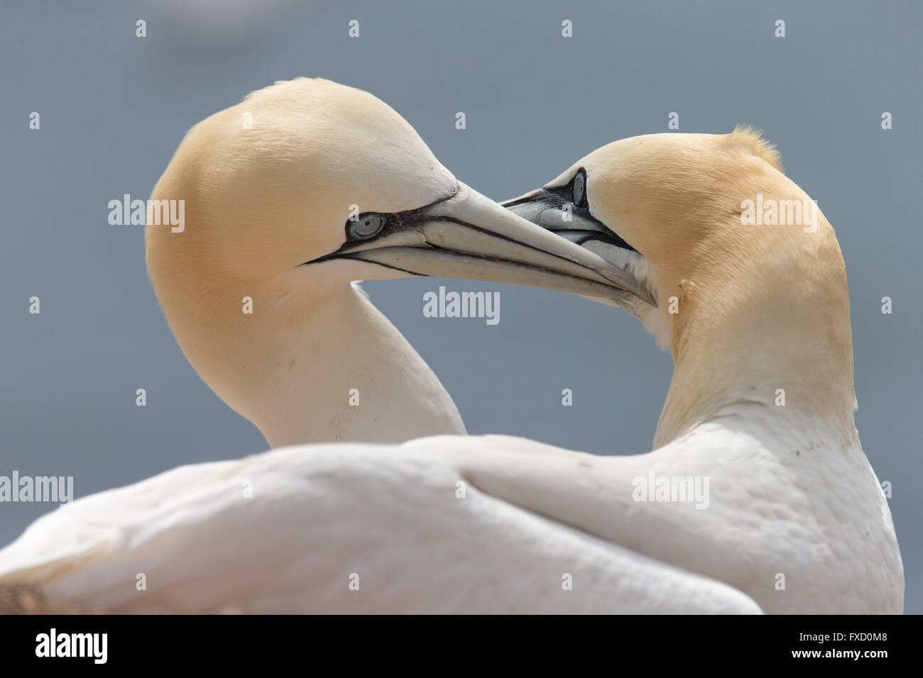 Northern sule Foto Stock