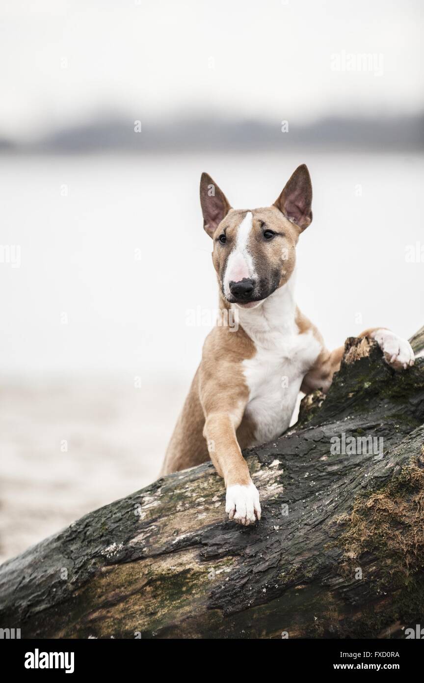 Miniatura Bull Terrier Foto Stock