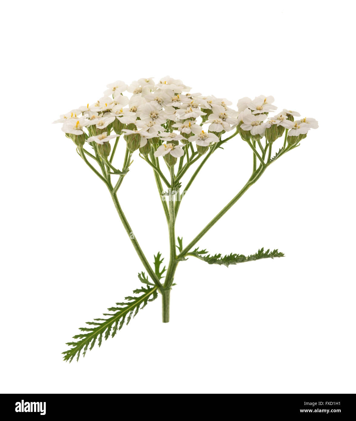 Yarrow bianco fiori isolati su sfondo bianco. Foto Stock