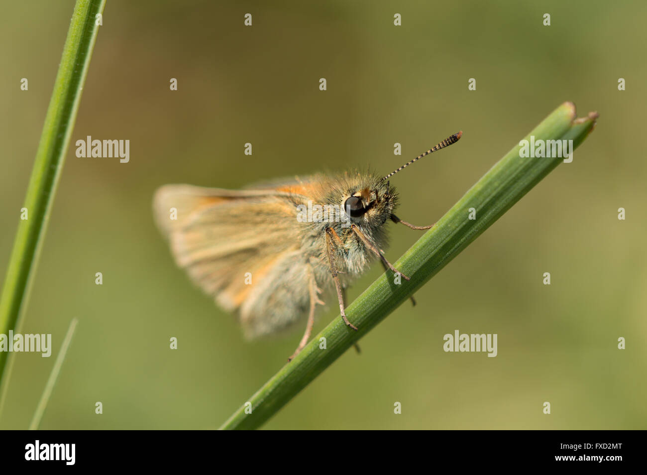 Un close-up di un piccolo Skipper butterfly (Thymelicus sylvestris) in appoggio su una paletta di erba. Foto Stock