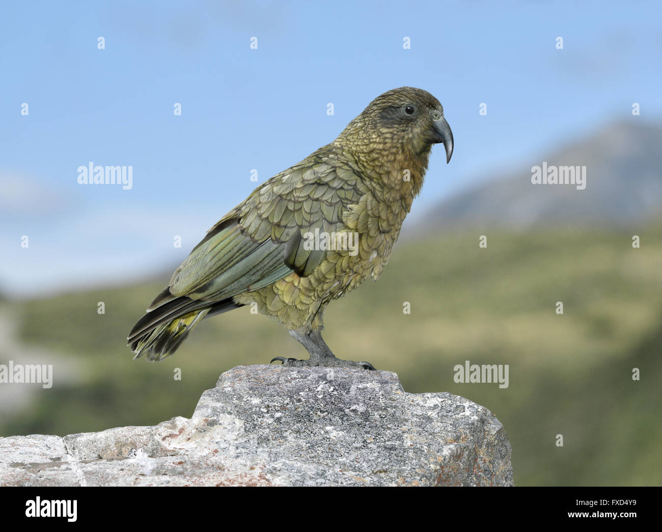 Kea - Nestor notabilis Foto Stock