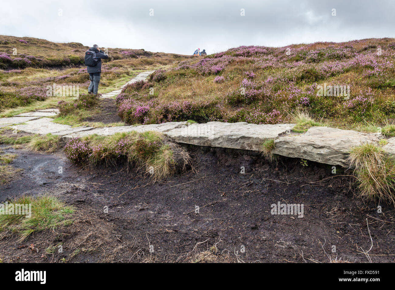 Vista laterale di un lastricato sentiero di pietra posati su eroso moor ridurre erosione. Parte di una brughiera progetto di restauro. Kinder Scout, Derbyshire, England, Regno Unito Foto Stock