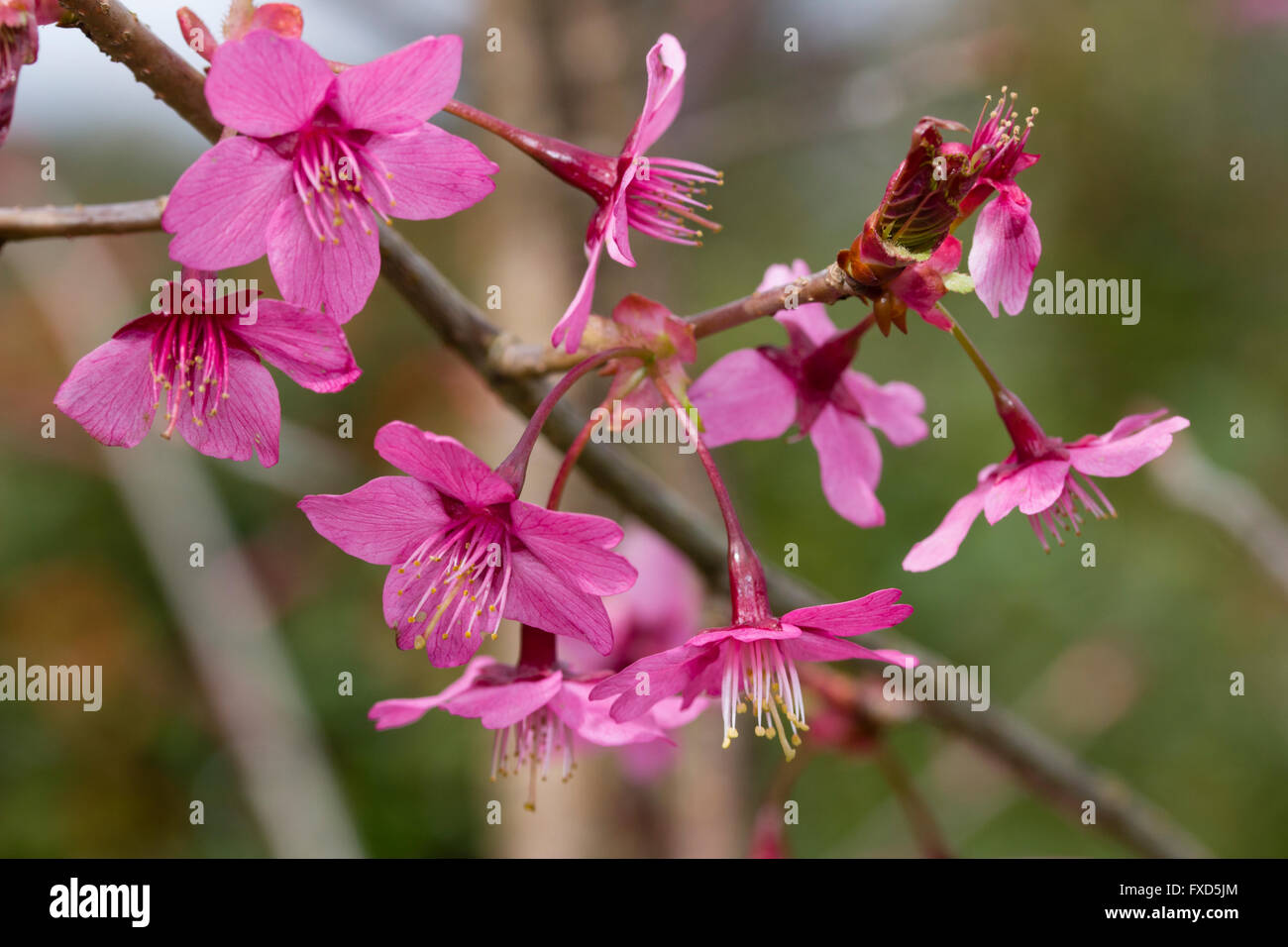 Singola molla di rosa fiori di fioritura ciliegio, Prunus 'Collingwood Ingram' Foto Stock