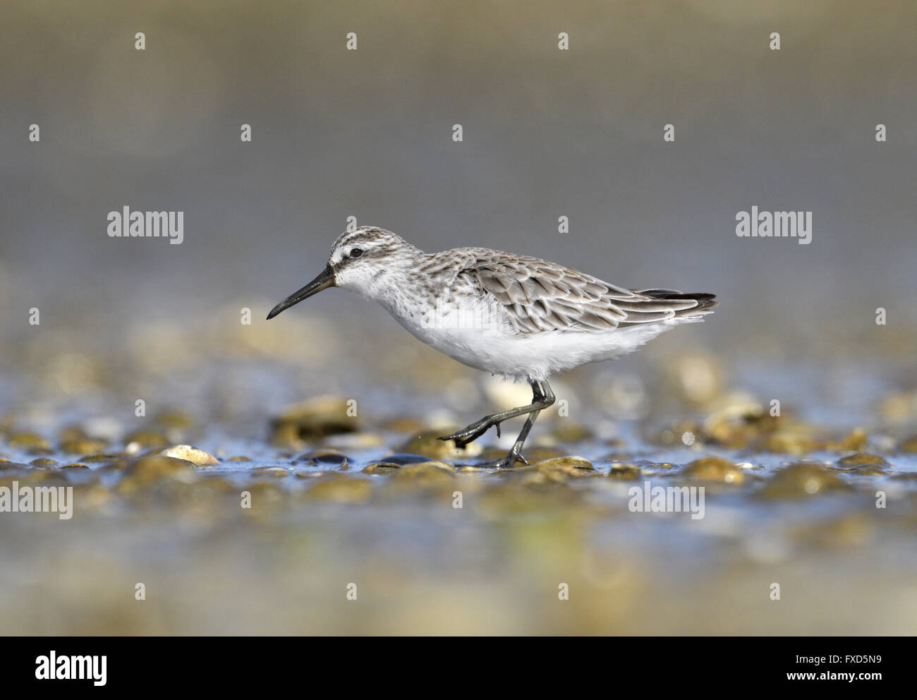 Ampia fatturati Sandpiper - Limicola falcinellus - adulto piumaggio invernale Foto Stock