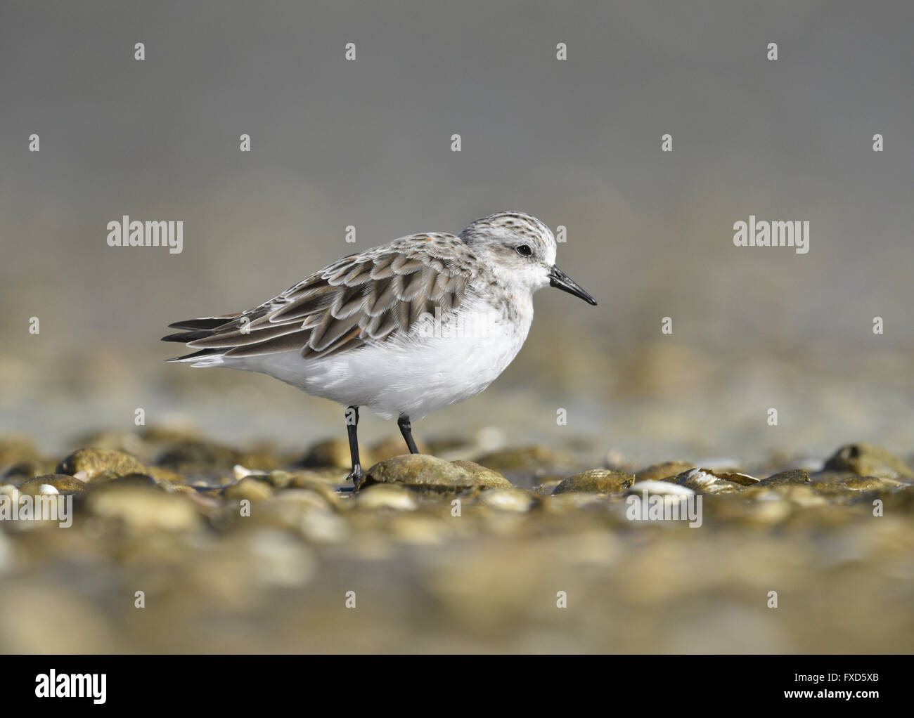 Rosso Colli - Stint Calidris ruficollis Foto Stock