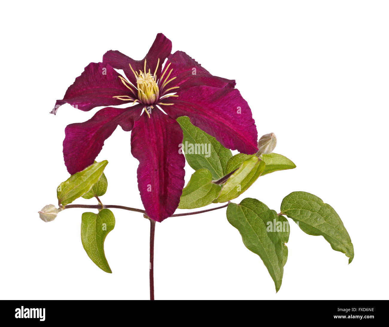 Deep Purple fiori e boccioli di sviluppo della cultivar clematis Niobe isolata contro uno sfondo bianco Foto Stock