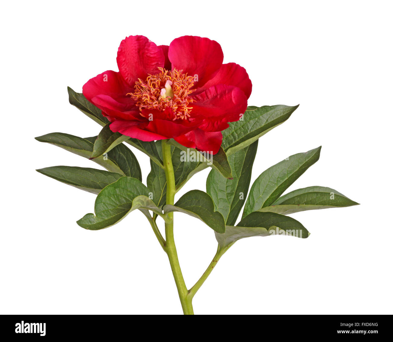 Un unico stelo di fiori e foglie di colore rosso brillante peonia (Paeonia lactiflora) cultivar Rubino Burma isolata contro bianco Foto Stock