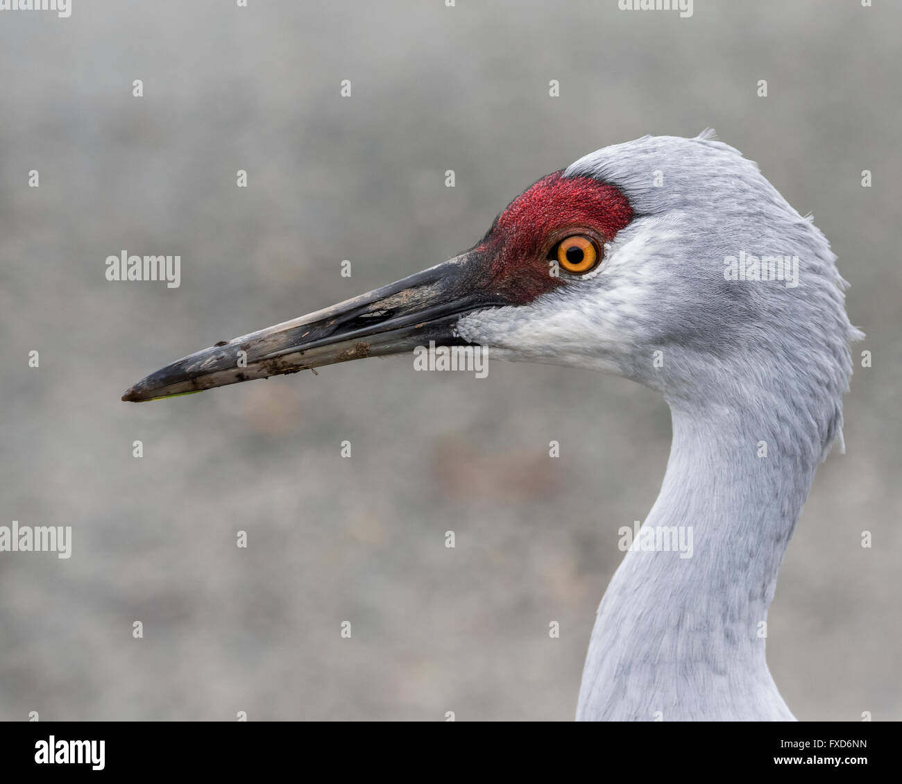 Ritratto di una gru sandhill, Reifel Bird Sanctuary, Westham Isola, British Columbia, Canada Foto Stock